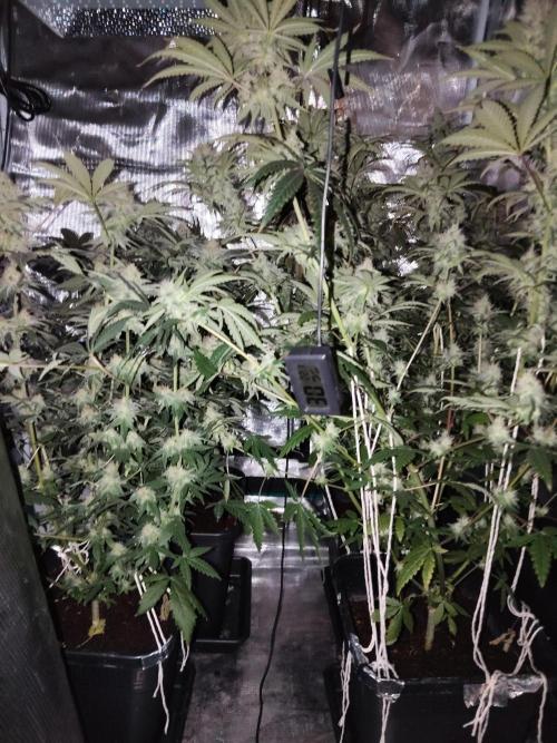 I'm back with 4 x Northern Lights!. Week 7