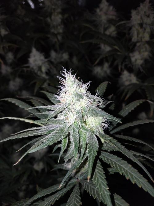 I'm back with 4 x Northern Lights!. Week 7