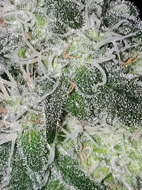 I'm back with 4 x Northern Lights!. Week 7