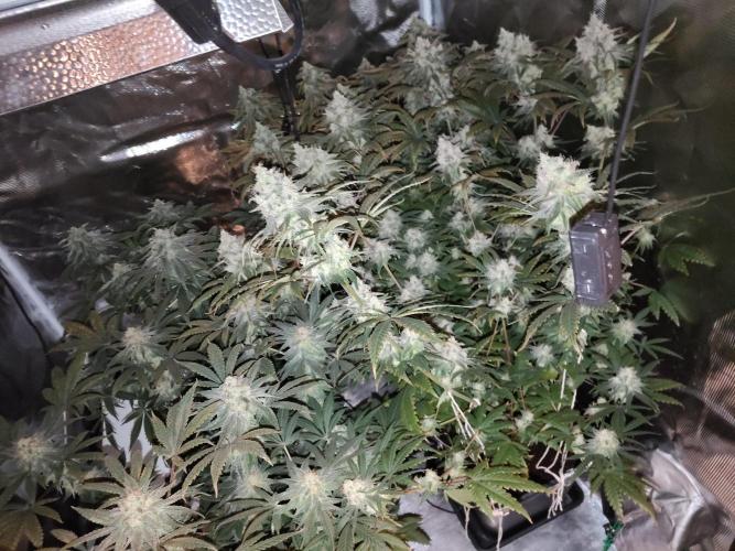 I'm back with 4 x Northern Lights!. Week 8