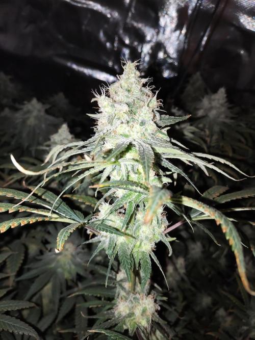 I'm back with 4 x Northern Lights!. Week 8