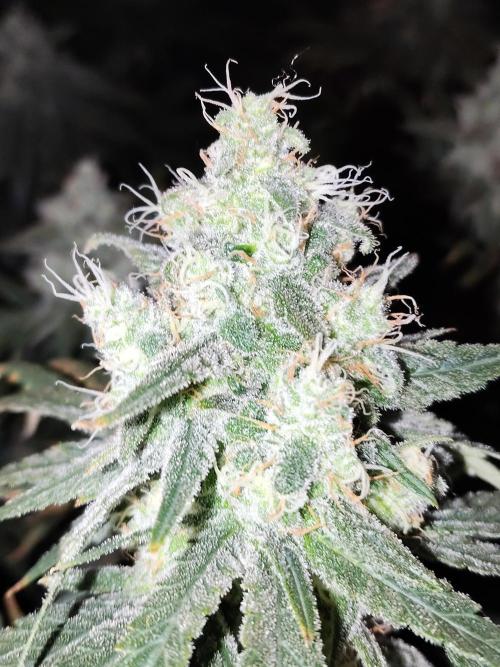 I'm back with 4 x Northern Lights!. Week 8