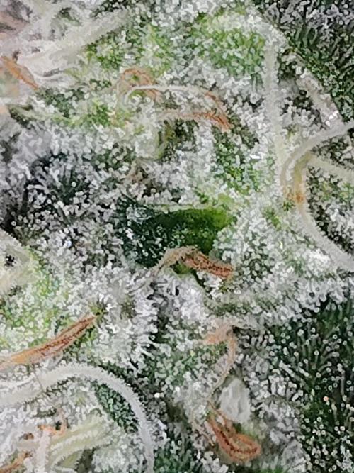 I'm back with 4 x Northern Lights!. Week 8