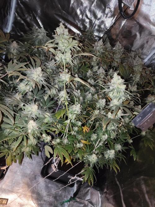 I'm back with 4 x Northern Lights!. Week 9