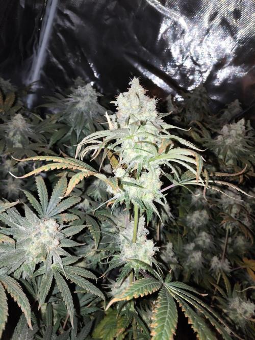 I'm back with 4 x Northern Lights!. Week 9