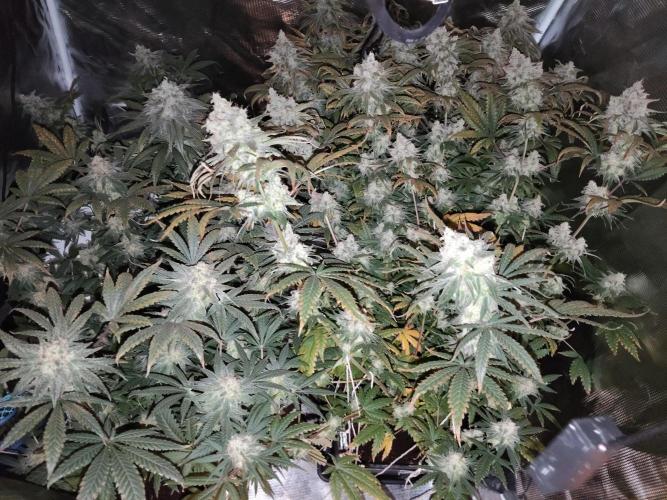 I'm back with 4 x Northern Lights!. Week 9