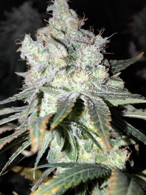 I'm back with 4 x Northern Lights!. Week 9