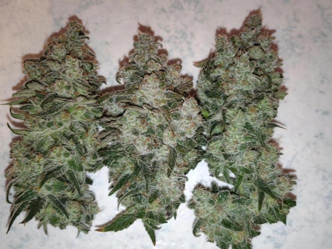 I'm back with 4 x Northern Lights!. Week 10