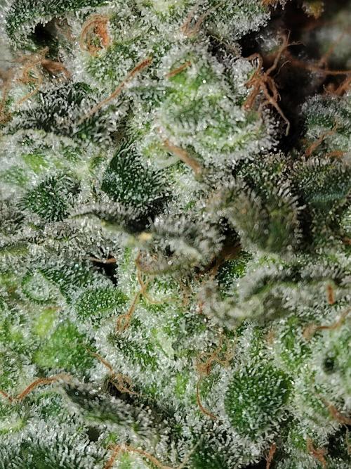 I'm back with 4 x Northern Lights!. Week 10