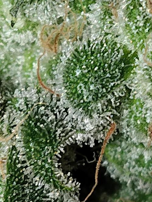 I'm back with 4 x Northern Lights!. Week 10