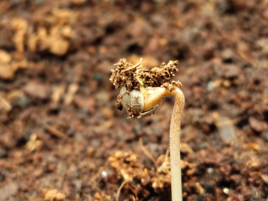 OLD SEEDS!. Week 1