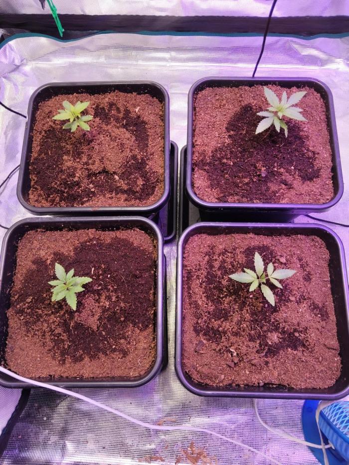 OLD SEEDS!. Week 4