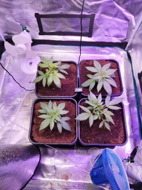 OLD SEEDS!. Week 5