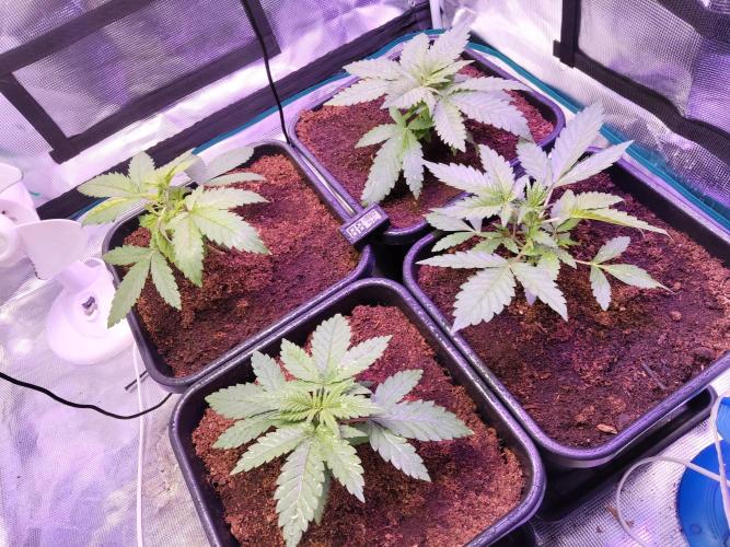 OLD SEEDS!. Week 5