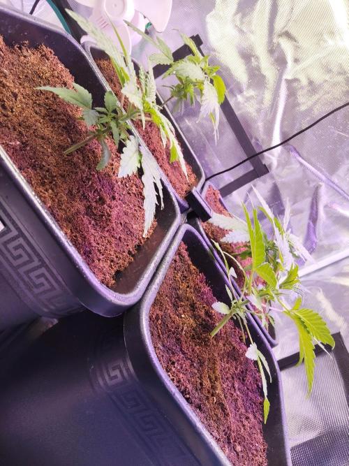 OLD SEEDS!. Week 5