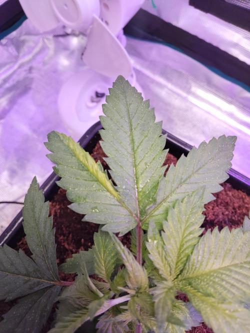 OLD SEEDS!. Week 5 - WW, Seed from 2020.