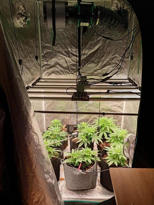 Eight amazing strains in a 4x4 / ORGANIC. Week 4 - 2 LEDs FC4000 makes an even light falling on the canopy. Perfect fit in a 4x4