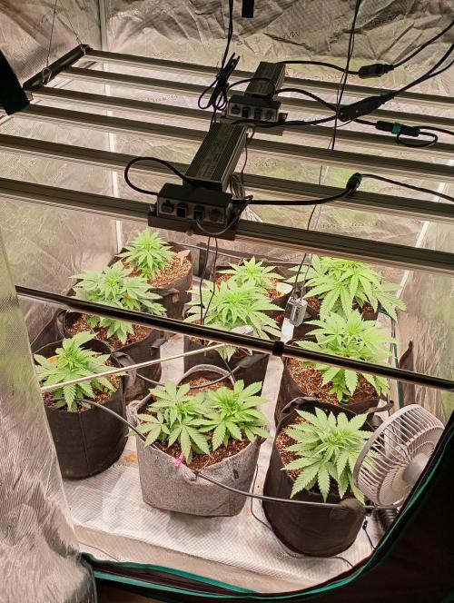 Eight amazing strains in a 4x4 / ORGANIC. Week 4