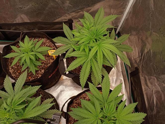 Eight amazing strains in a 4x4 / ORGANIC. Week 4 - in the corner the impressive Orange OG (LIT FARMS) on it's left Aladdin's skunk