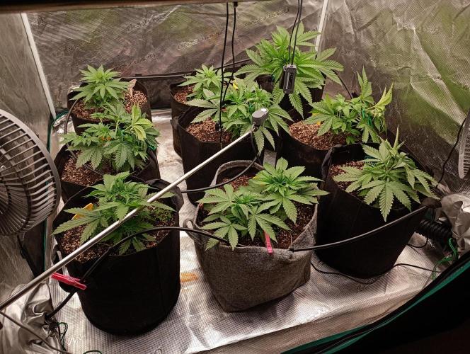 Eight amazing strains in a 4x4 / ORGANIC. Week 4 - A par meter with LED is game changer ! Light LST performed here... 