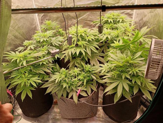 Eight amazing strains in a 4x4 / ORGANIC. Week 5 - After being on 12/12 the stretch started ! it's becoming a jungle here 
