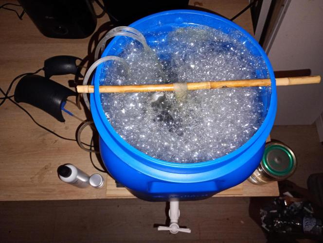 Eight amazing strains in a 4x4 / ORGANIC. Week 5 - 24 hours of brewing, tea is ready! Towel on top so the foam doesn't spill over !