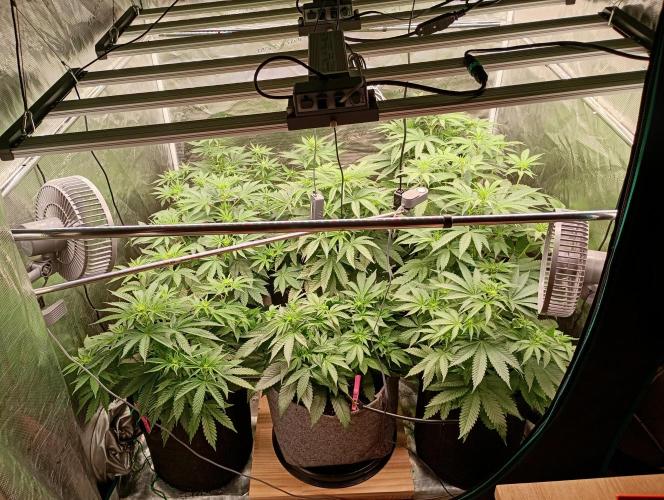 Eight amazing strains in a 4x4 / ORGANIC. Week 6