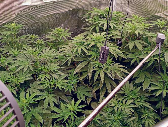 Eight amazing strains in a 4x4 / ORGANIC. Week 6 - The canopy is quickly building up under stretch!