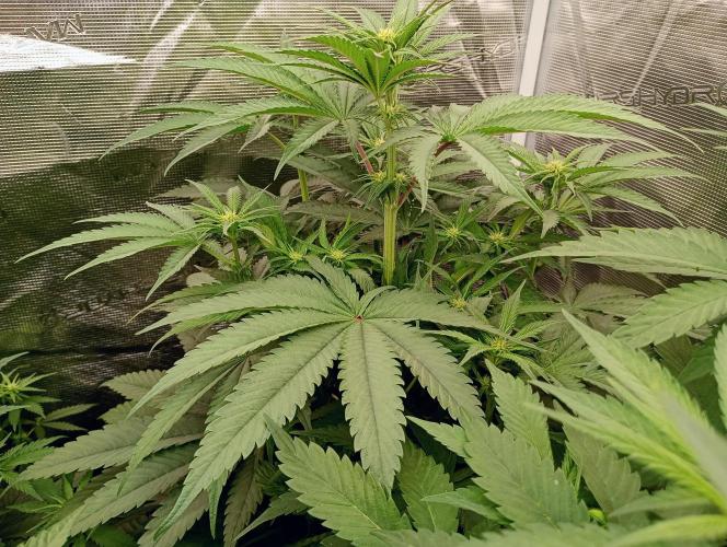 Eight amazing strains in a 4x4 / ORGANIC. Week 6 - Orange OG / LIT - THE beast in this tent! Stems, even secondary are so strong !