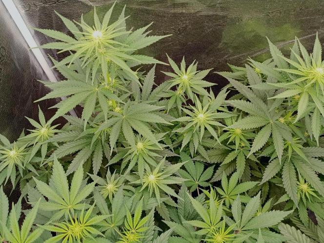 Eight amazing strains in a 4x4 / ORGANIC. Week 6 - Aladdin's Skunk aka Skunk #1 - Beautiful. Left one is already sending Trichomes