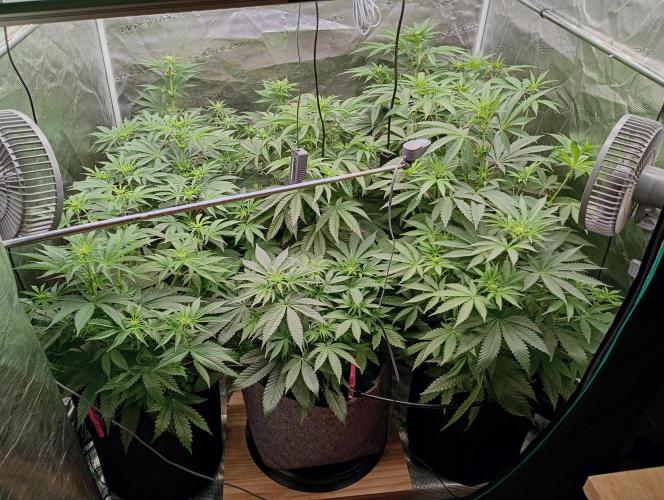 Eight amazing strains in a 4x4 / ORGANIC. Week 7 - Canopy is felt up !