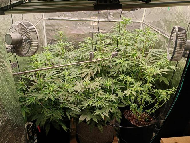 Eight amazing strains in a 4x4 / ORGANIC. Week 7 - The stretch is on !!