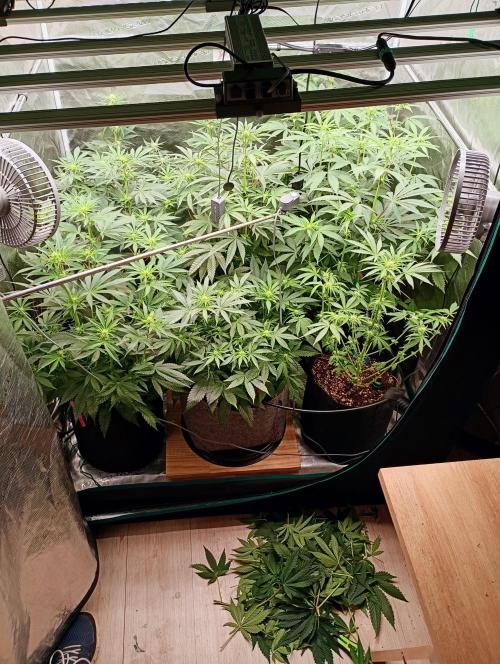 Eight amazing strains in a 4x4 / ORGANIC. Week 7 - First defoliation test. In 4 days, there'll be sunshine on every stems 🤙