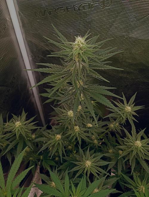 Eight amazing strains in a 4x4 / ORGANIC. Week 8 - Aladdin's Skunk: really impressive. Already covered with resin after 22 days flo