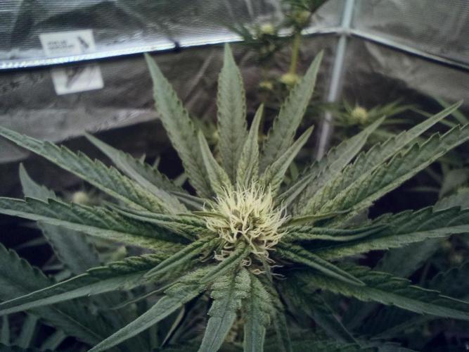 Eight amazing strains in a 4x4 / ORGANIC. Week 8 - Double Rainbow Sherb / LIT Farms