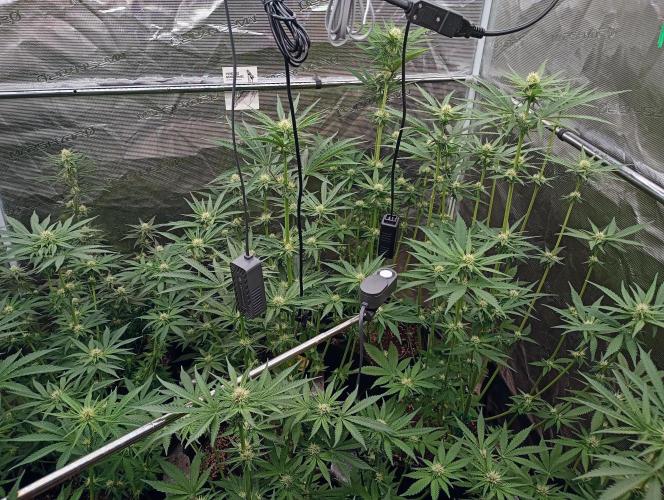 Eight amazing strains in a 4x4 / ORGANIC. Week 8