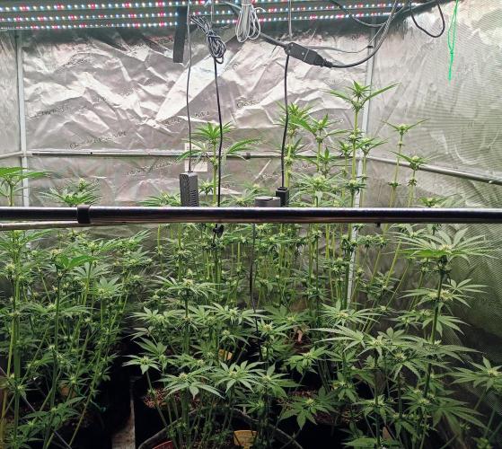 Eight amazing strains in a 4x4 / ORGANIC. Week 8 - 24h after defoliation, everything is back in business