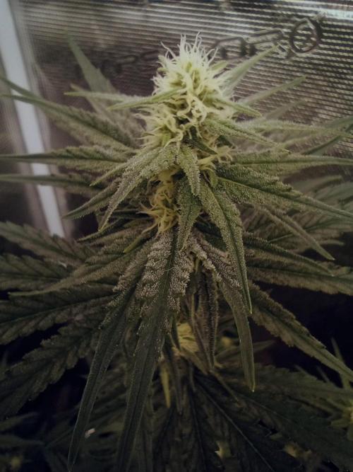 Eight amazing strains in a 4x4 / ORGANIC. Week 8 - Aladdin's Skunk is really impressive. Already covered with resin