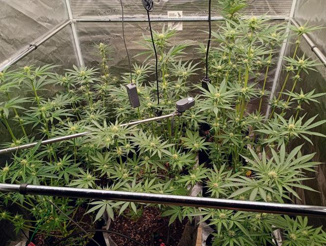 Eight amazing strains in a 4x4 / ORGANIC. Week 8