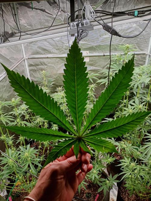 Eight amazing strains in a 4x4 / ORGANIC. Week 7 - Impressive sized leaf from the Orange OG during defoliation day 21 / LIT Farms