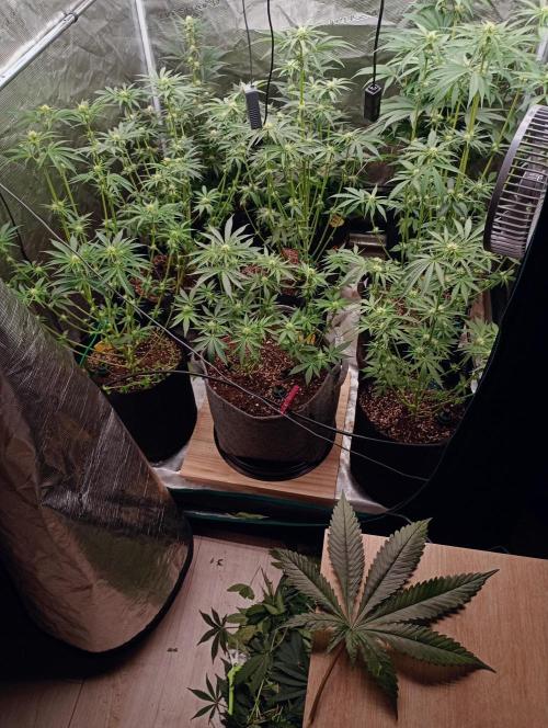 Eight amazing strains in a 4x4 / ORGANIC. Week 7 - Defoliation