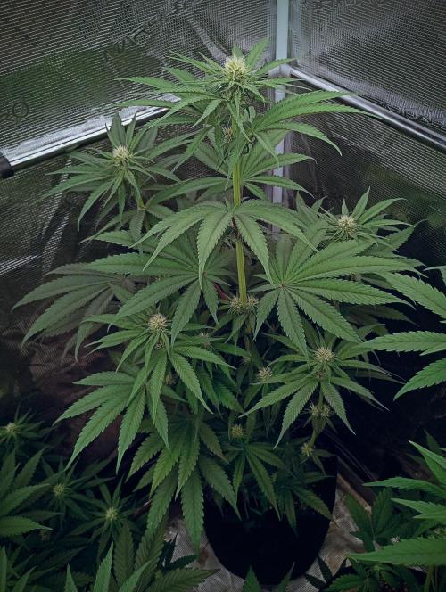 Eight amazing strains in a 4x4 / ORGANIC. Week 7 - Orange OG is really a gorgeous strain so far ! Huge fan leaves, great vigor