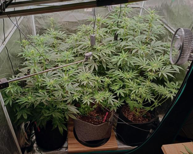 Eight amazing strains in a 4x4 / ORGANIC. Week 7 - Just before the defoliation process at day 21 flowering