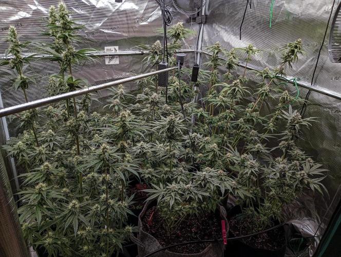 Eight amazing strains in a 4x4 / ORGANIC. Week 10