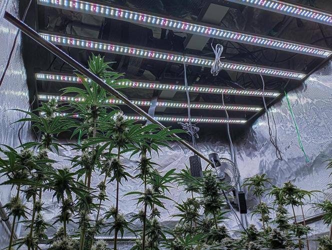 Eight amazing strains in a 4x4 / ORGANIC. Week 10