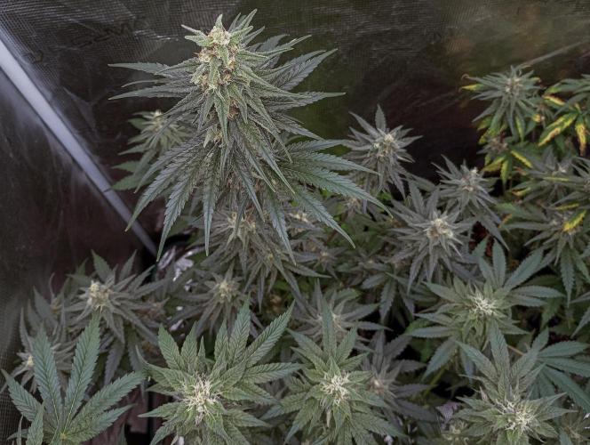 Eight amazing strains in a 4x4 / ORGANIC. Week 10 - Aladdin's Skunk / Khalifa Genetics