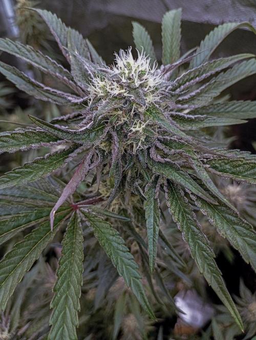 Eight amazing strains in a 4x4 / ORGANIC. Week 10 - Double Rainbow Sherb / LIT