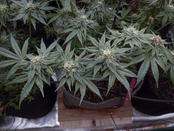 Eight amazing strains in a 4x4 / ORGANIC. Week 10 - Apple Banana Martini / LIT