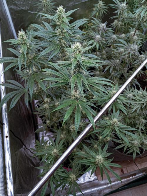 Eight amazing strains in a 4x4 / ORGANIC. Week 10 - El Vale Haze / Compound Genetics 