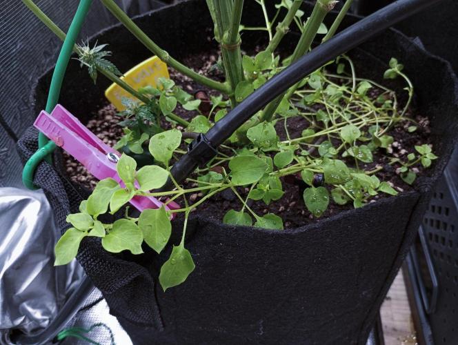 Eight amazing strains in a 4x4 / ORGANIC. Week 10 - El Vale Haze / Compound Genetics Just after a good Oxygenated Compost Tea ! 